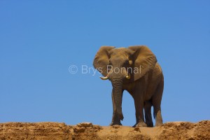 Elephant 1a